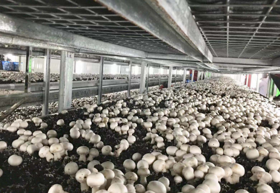 农产品加工行业的最新动态