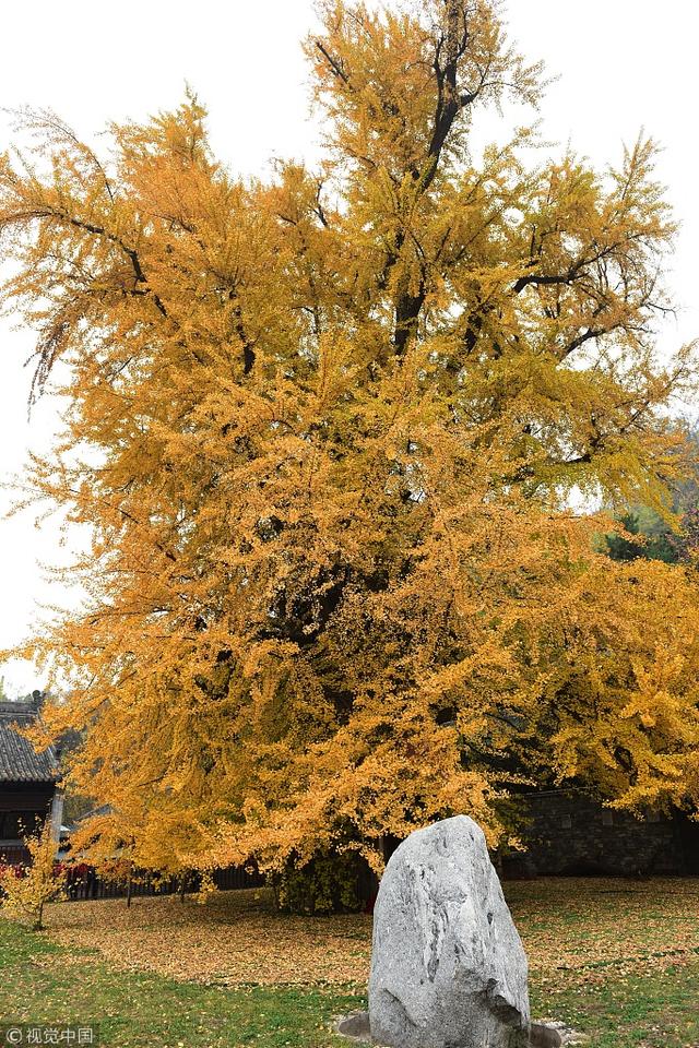 航拍1400多年银杏树叶子金黄 游客如潮-陕西