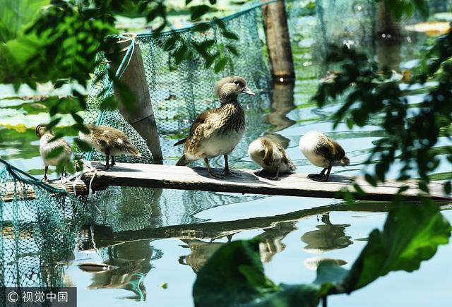 “杭州西湖爱心美”——鸳鸯宝宝有了自己的小木桥