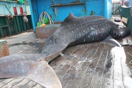 象山渔民误捕2吨重蛤蟆鲨被温州客商一万六买走