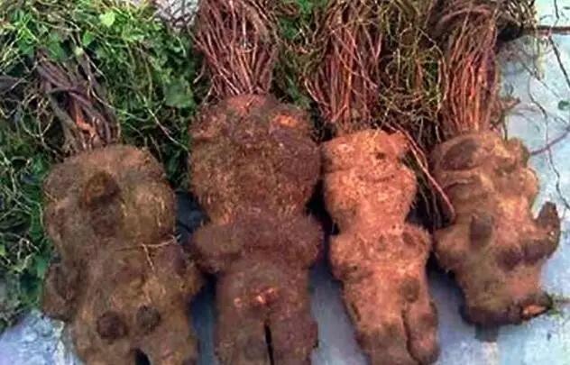 薄层色谱法评价不同产地何首乌的品质_陈晓颖