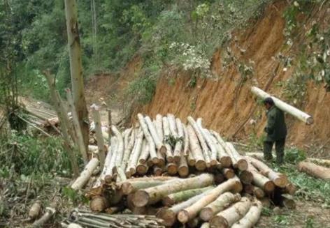 衢州男子向农户买了2909株树 被判刑3年罚金1万