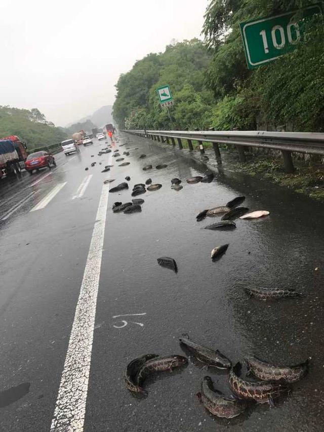 暴雨来袭 杭州一群黑鱼“游”到了高速上