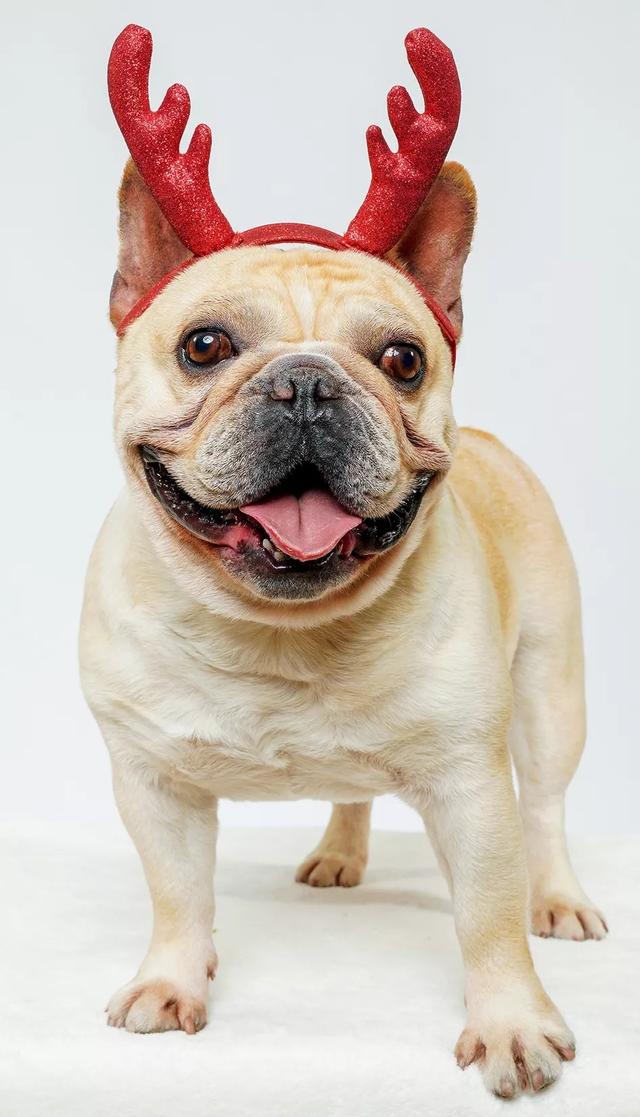 萌蠢外表却内心戏十足 带你学习法国斗牛犬的健康防护