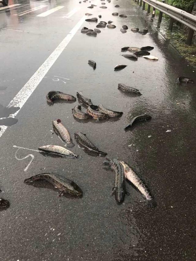 暴雨来袭 杭州一群黑鱼“游”到了高速上