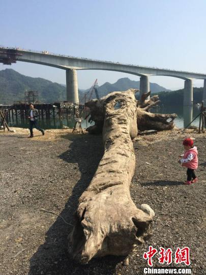 温州瓯江现500年古木 村民怀疑是乌木私卖被阻