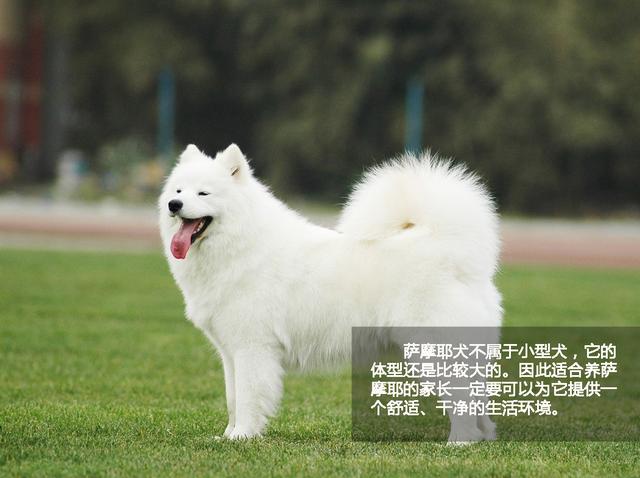 萌勿舔屏:雪白的守卫者萨摩耶犬