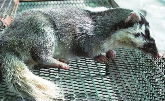 温州现珍稀动物鼬獾 被咬伤或危及生命