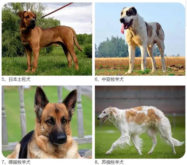 宁波人注意了！这28种烈性犬禁止饲养