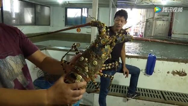 舟山渔民又捕到一只天价“神虾” 出价30万