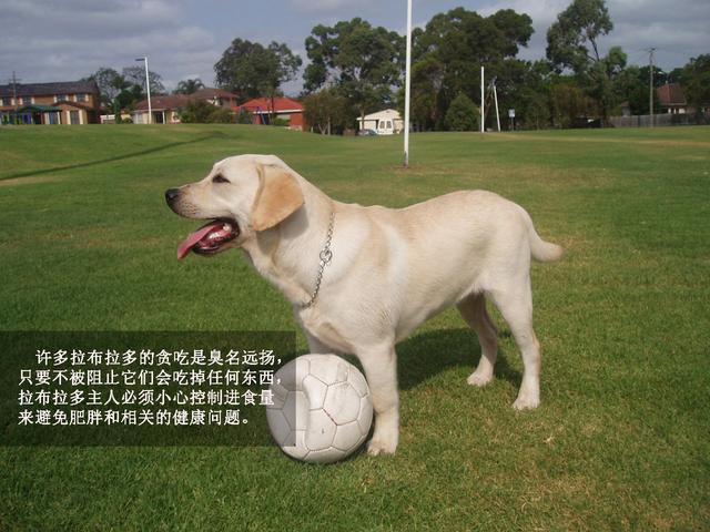 萌勿舔屏：最忠实伙伴拉布拉多
