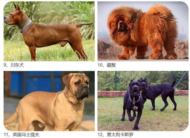宁波人注意了！这28种烈性犬禁止饲养