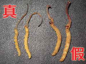 假冒藏红花系染色玉米须 劣质虫草靠重金属增重