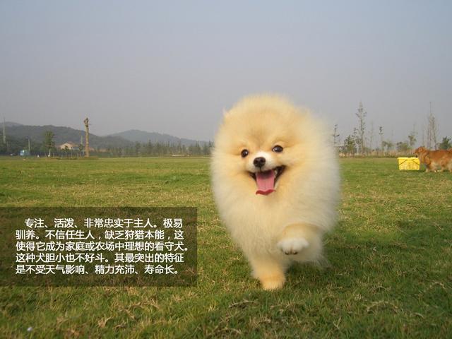 萌勿舔屏:卖萌高手英国博美犬