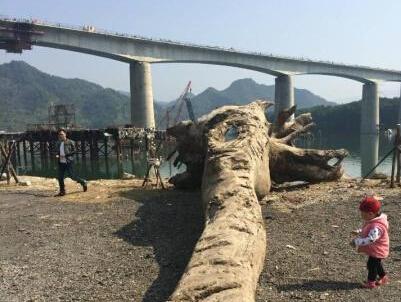 舟山再次发现千年古木层遗迹 保护古木刻不容缓