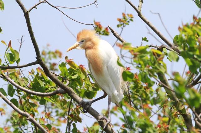 2017年宁波杭州湾国家湿地公园观鸟节开幕
