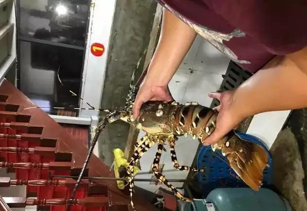 舟山渔民又捕到一只天价“神虾” 出价30万