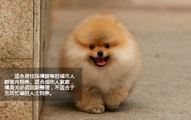 萌勿舔屏:卖萌高手英国博美犬