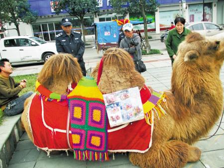骆驼上街当“模特” 专家提醒骆驼也会发怒伤人