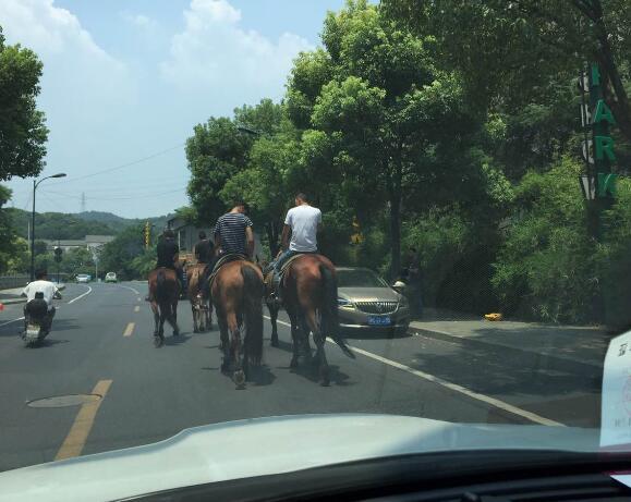 杭州4人骑马骑到马路上 竟是为了去上班