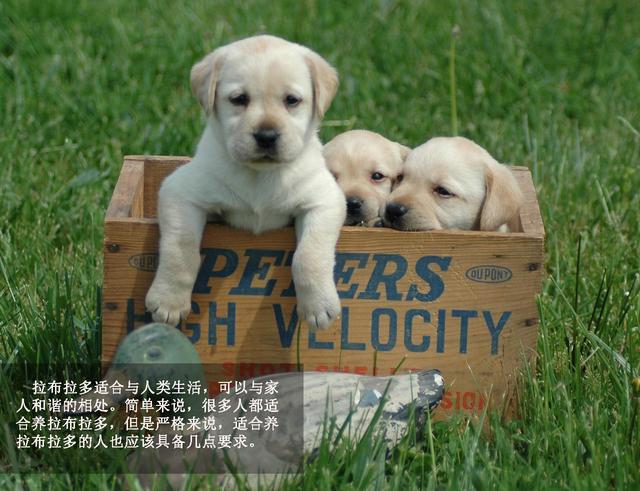 萌勿舔屏：最忠实伙伴拉布拉多