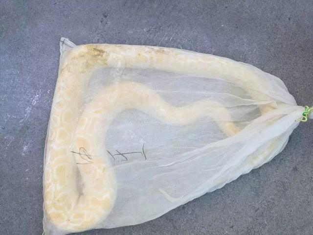 保洁阿姨打扫卫生时 发现一条黄白相间的大蛇