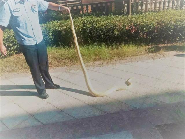 保洁阿姨打扫卫生时 发现一条黄白相间的大蛇