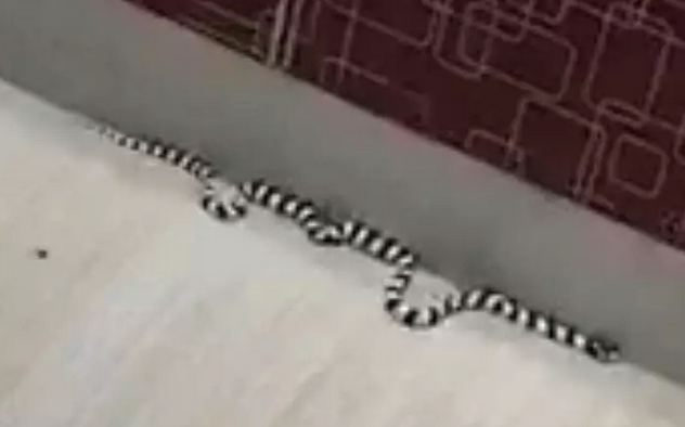 小夫妻晚上回家 看到地垫上有一条黑白相间的蛇