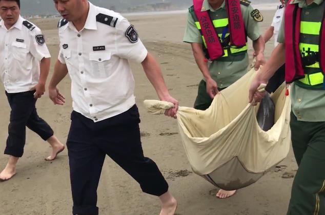 台风天小海豚受伤搁浅 舟山边防官兵紧急救援