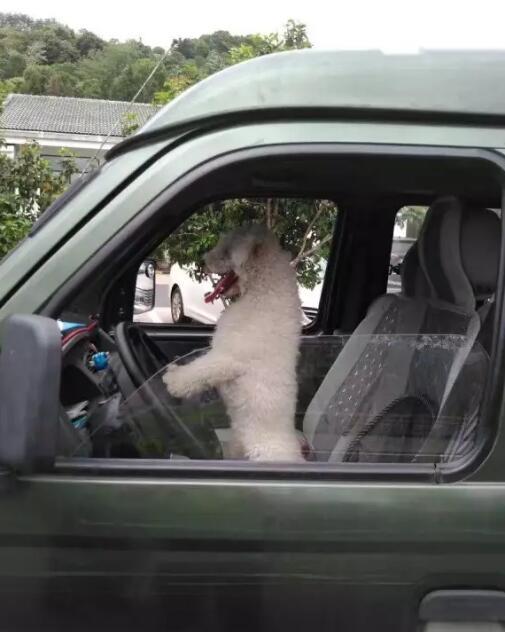 一只狗站在面包车驾驶座上 两只前肢搭住方向盘