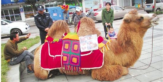 骆驼在广场跪求合影 城管称涉嫌占道及无证经营