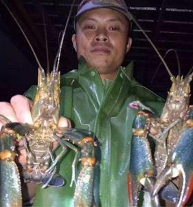 嘉兴有个龙虾大王 养了全国八成的澳洲淡水龙虾