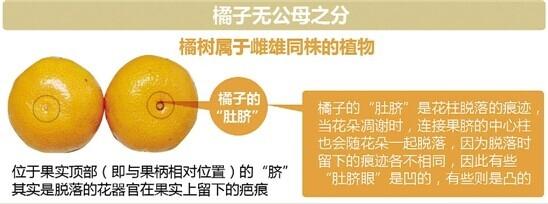 橘子真的有公母之分？ 什么长相的橘子更甜