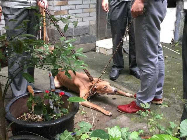 杭州男子把烈性犬栓在家门口 吓得邻居不敢靠近