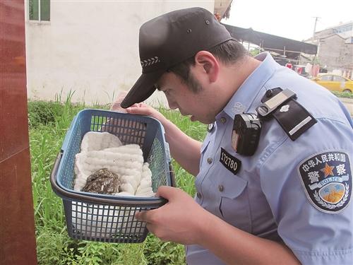 台州村民捡到小猫头鹰 民警送往救护中心
