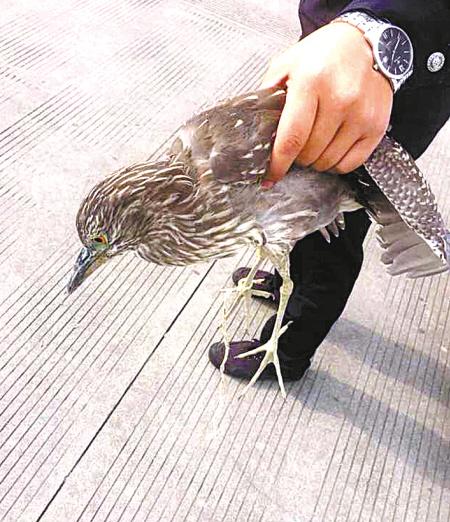男子家中午睡遇“稀客” 野鹭闯入居民厨房