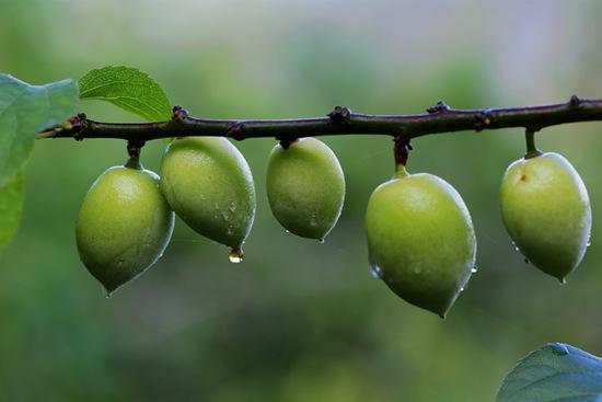 她说,杭州果梅的品种很多,《咸淳临安志》记梅有"消,硬,糖,透数种"
