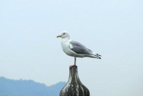 杭州本周末气温有所回升 候鸟飞来西湖成一景