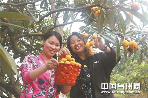 台州今年枇杷丰产 吃货们可以敞开肚皮吃