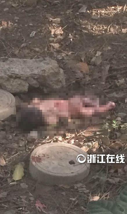 杭州一居民楼下发现被弃男婴尸体 身旁有血迹