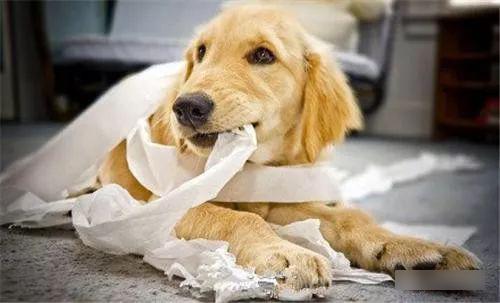 关于狗狗异食癖这些知识你必须要知道