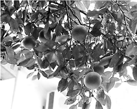 杭州萧山有棵霸气果树 结出了六种不同的水果