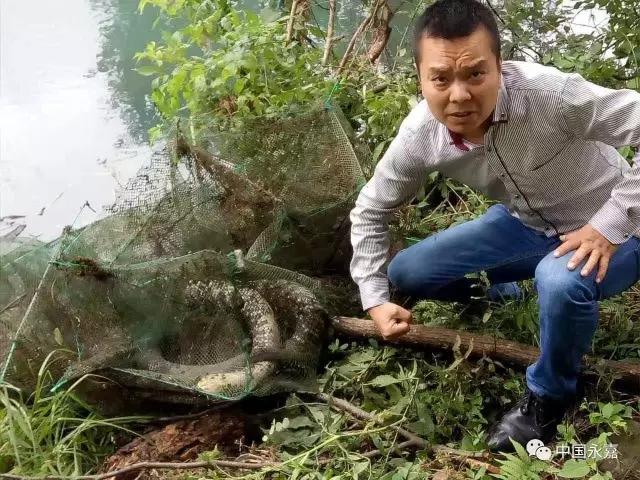 2.3米长20多斤重 温州永嘉岩头惊现“蛇王”