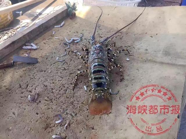 渔民在舟山海域捕获七彩"神虾" 据说能卖100万