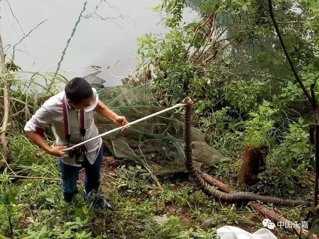 2.3米长20多斤重 温州永嘉岩头惊现“蛇王”