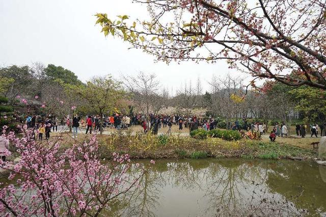 2017中國無錫太湖黿頭渚國際櫻花節