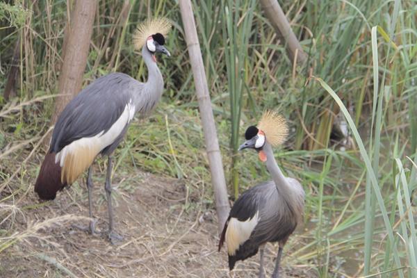 2017年宁波杭州湾国家湿地公园观鸟节开幕