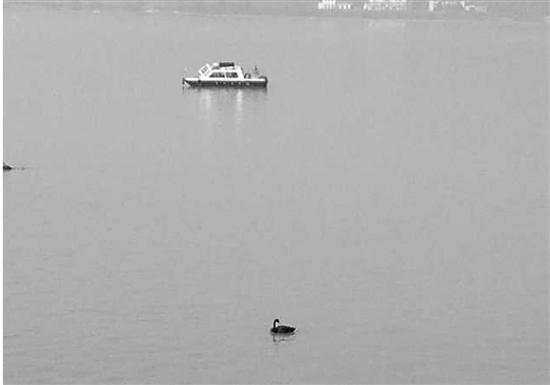 钱塘江上有只落单黑天鹅 或是附近居民宠物