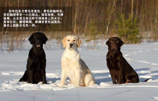 萌勿舔屏：最忠实伙伴拉布拉多