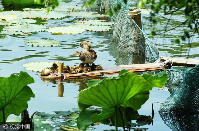 “杭州西湖爱心美”——鸳鸯宝宝有了自己的小木桥